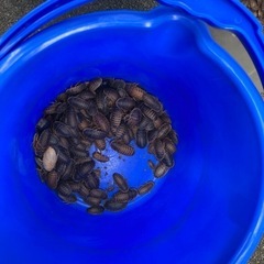 トカゲ飼育セットの画像