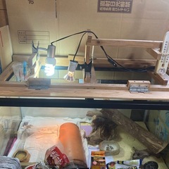 トカゲ飼育セットの画像