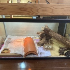 トカゲ飼育セットの画像