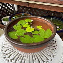 🐸🐝③陶器睡蓮鉢＋メダカ水草各種付き【予約済み❣️】