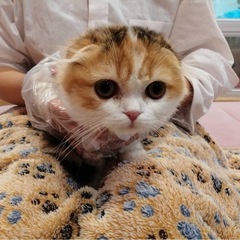 スコティッシュ9ヶ月　メス　一旦募集を停止します