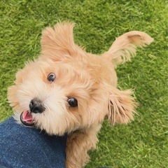 犬友達が欲しいです🥺