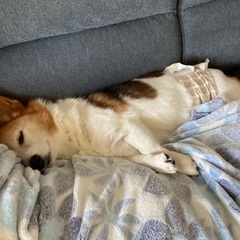 里親募集（パピヨン×ミニチュアダックス、のんくん、男の子、14歳） - 犬