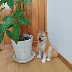 ♡リアルな犬の置物♡