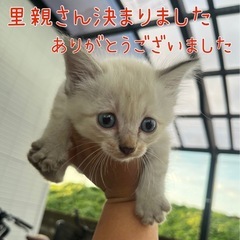 元気いっぱい子猫兄妹【残り1匹里親募集】 - 里親募集