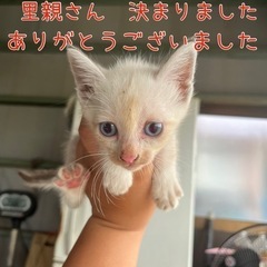元気いっぱい子猫兄妹【残り1匹里親募集】 - 大牟田市