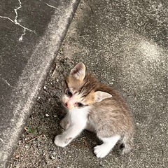 元気いっぱい子猫兄妹【残り1匹里親募集】 − 福岡県