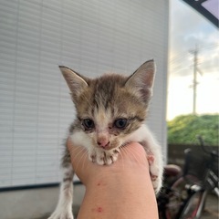 元気いっぱい子猫兄妹【残り1匹里親募集】 - 猫