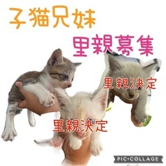 元気いっぱい子猫兄妹【残り1匹里親募集】