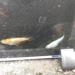 メダカの交換を希望します