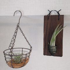 エアプランツ ハンギング2点セット(板付け＆ワイヤーカゴ乗せ)