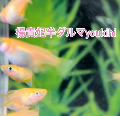 メダカ、⭕️予約あり☺️好きなの３種購入で‼️特価‼️