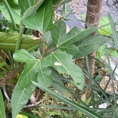【レア】ブラキキトンsp. 【生育良好】観葉植物　塊根植物　鉢ごと　の画像