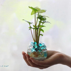 【無料】みんなで作る水耕栽培　観葉植物のワークショップ