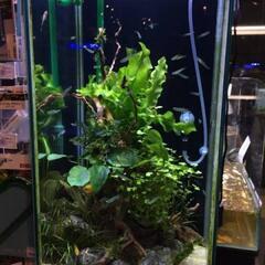 ガラス水槽セット（縦30cm×横30cm×高さ55cm）の画像