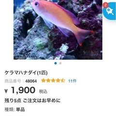 お得！ ケラマハナダイ 3匹 海水魚 熱帯魚 水槽 生体