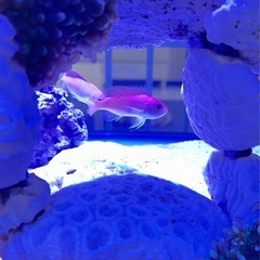 お得！ ケラマハナダイ 3匹 海水魚 熱帯魚 水槽 生体の画像