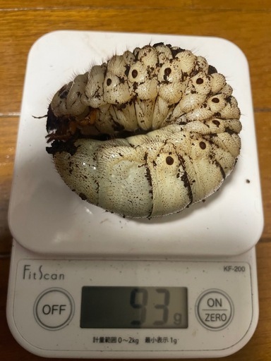 【ゆう様と取引中】アクティオンゾウカブト3令幼虫5匹(レックスゾウカブト)  送料別　遠方取引可能