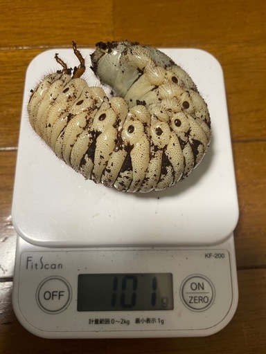 【ゆう様と取引中】アクティオンゾウカブト3令幼虫5匹(レックスゾウカブト)  送料別　遠方取引可能