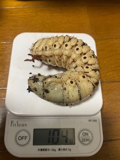 【ゆう様と取引中】アクティオンゾウカブト3令幼虫5匹(レックスゾウカブト)  送料別　遠方取引可能