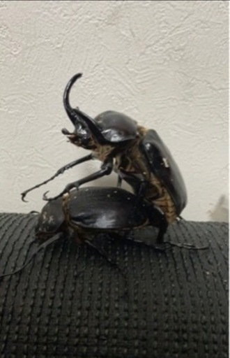 【ゆう様と取引中】アクティオンゾウカブト3令幼虫5匹(レックスゾウカブト)  送料別　遠方取引可能
