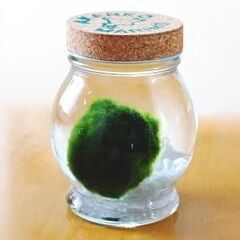 【無料】まりものびんづめと観葉植物のインテリア　スタッフと一緒に...