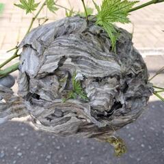 ✨南区の蜂駆除屋さん✨阿部企画　スズメバチ・アシナガバチの巣の駆除 - 札幌市