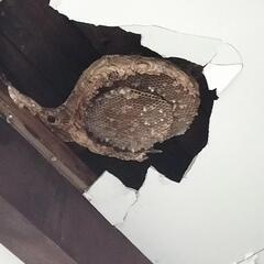 ✨南区の蜂駆除屋さん✨阿部企画　スズメバチ・アシナガバチの巣の駆除 - 地元のお店