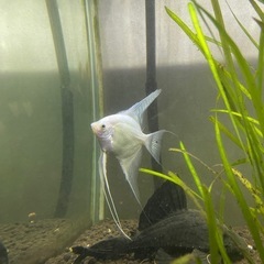 【熱帯魚】エンゼルフィッシュ、ネオンドアーフグラミー