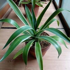 アガベ・デスメティアーナ　多肉植物