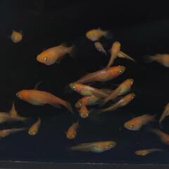 東天光スワロー（メダカ）１２匹
