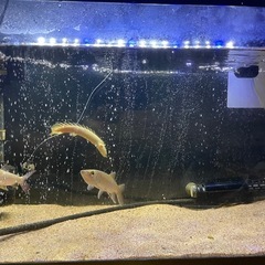 熱帯魚•肉食魚