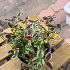 【値下】プリンセスクローバー　苗　エステル