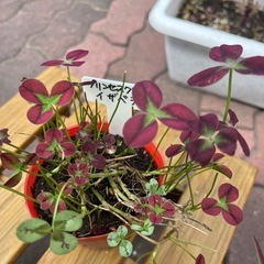 プリンセスクローバー　苗　イザベラ