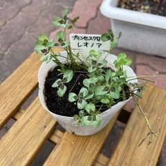 【値下】　プリンセスクローバー　苗　レオノラ　