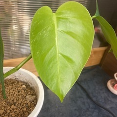斑入りモンステラボルシギアナ　4の画像