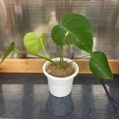 斑入りモンステラボルシギアナ　4