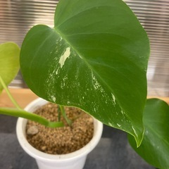斑入りモンステラボルシギアナ　4の画像
