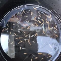 2024   16 号　🐟メダカ無料にて差し上げます。説明文を必ず読んでください🐟の画像
