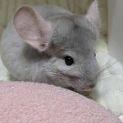 🐾チンチラ　シナモンベージュ🐾