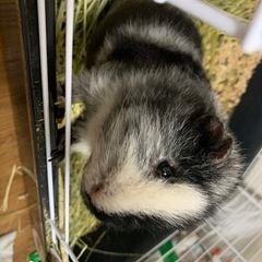 白黒のテディモルモット オレオくん