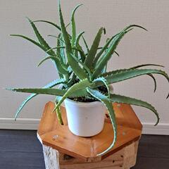 🌿アロエ(鑑賞用仕立)🌿の画像