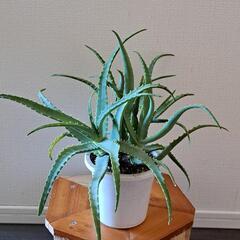 🌿アロエ(鑑賞用仕立)🌿
