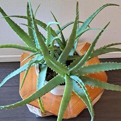 🌿アロエ(鑑賞用仕立)🌿の画像