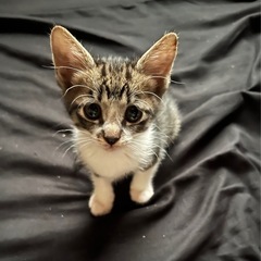 譲渡決定✨沢山のお問い合わせありがとうございました - 猫