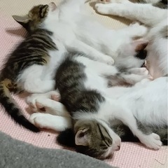 生後1ヶ月の赤ちゃん猫
