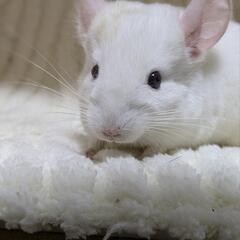 🐾チンチラ　ホワイト🐾