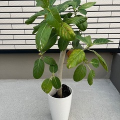 観葉植物　ベンガレンシス？