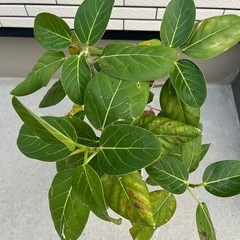 観葉植物　ベンガレンシス？の画像