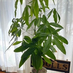 ー交渉中ー観葉植物 パキラその2(7号鉢)値下げします！！